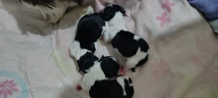 Lhasa Apso 