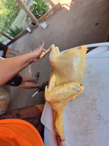 capão e capote, ovos 