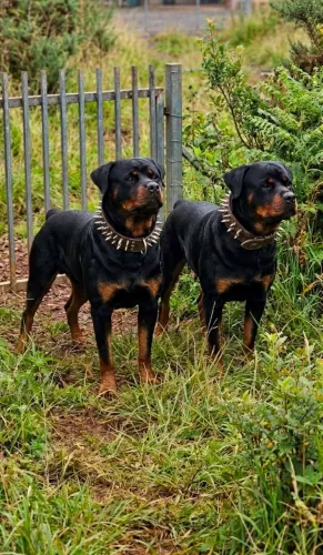 rottwailer filhotes com 5 meses pais no local , tenho apenas uma fêmea !