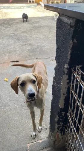 Cachorrinha linda para adoção responsável 