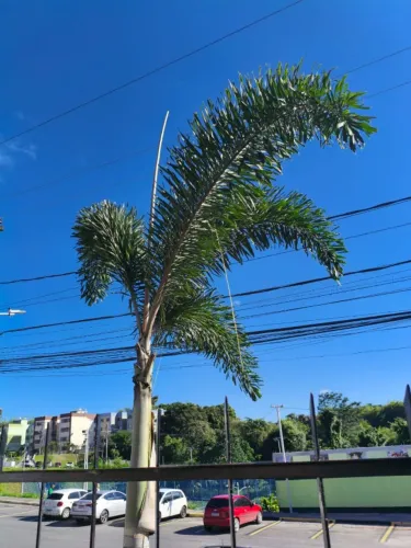 PALMEIRA