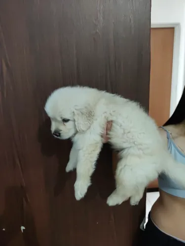 Vendo filhote Golden Retriever.