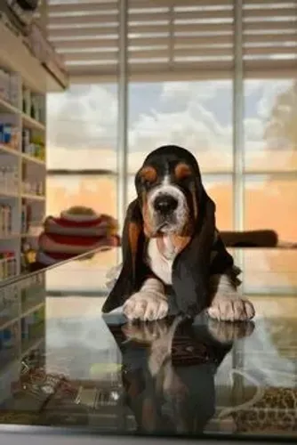 Basset Hound Filhotes