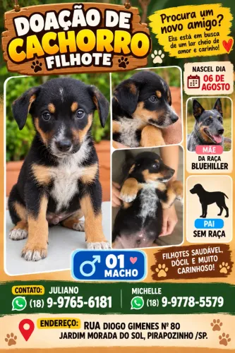 DOA-SE FILHOTE COM 2 MESES. SOBROU APENAS UM MACHO