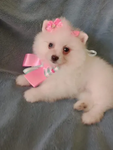 Spitz Alemao Fêmea Com Pedigree e entrega, em 10x no Cartão.