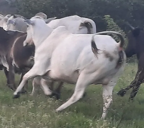 Vaca Nelore