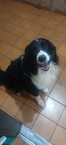 Cachorro