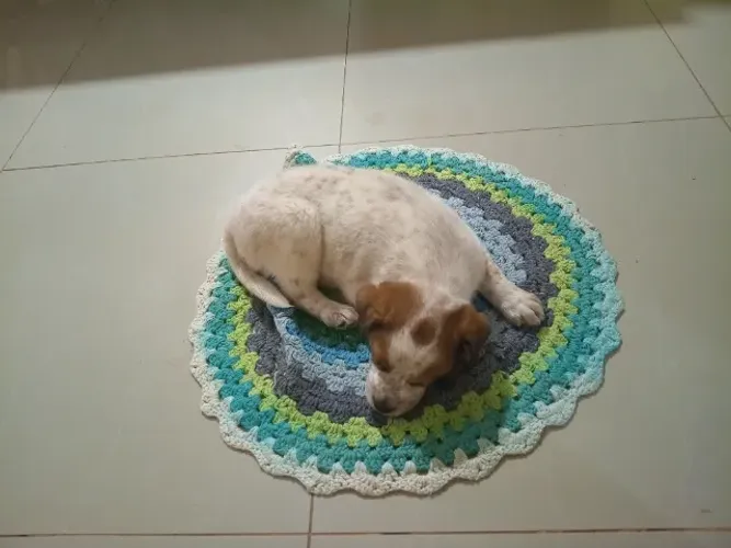 Doa-se filhote de cachorro