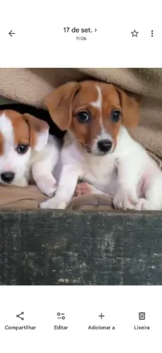 Jack Russell Terrier Fêmea 