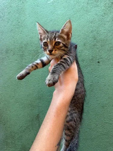 Gatinhos para adocao