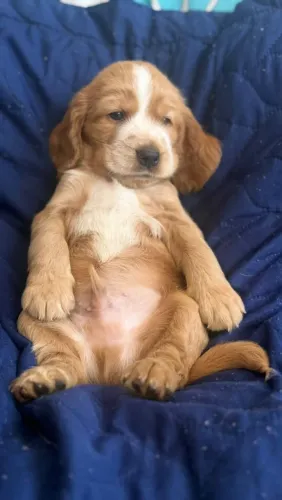 Filhote cocker spaniel , apenas macho