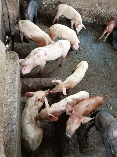 Leitão 