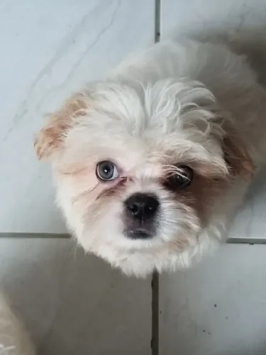 Lindos filhotes de shih tzu