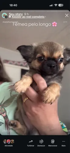 Chihuahua Fêmea Pelo longo
