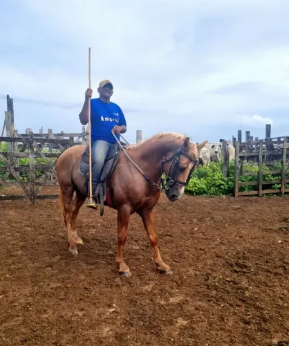 CAVALO QUARTO DE MILHA 