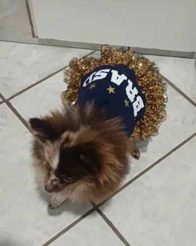 Spitz ananzinha 8 meses