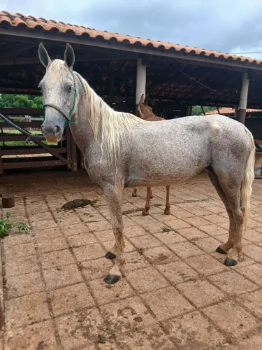 Cavalos