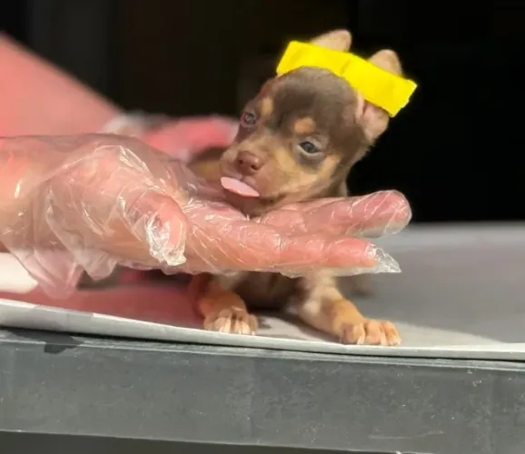 Pequeno no Tamanho, Gigante no Amor Pinscher em 12x Sem Juros