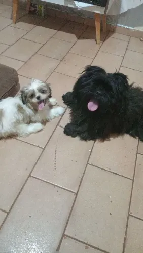 Doação cachorro shitzu