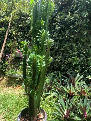 Cacto candelabro