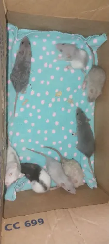 Ratinhos twister