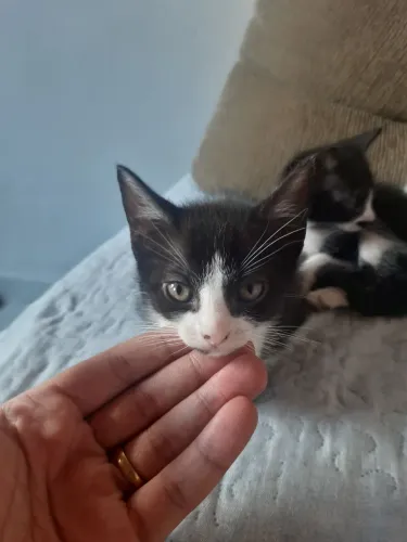 Gatinhos machos nascidos e criados em casa