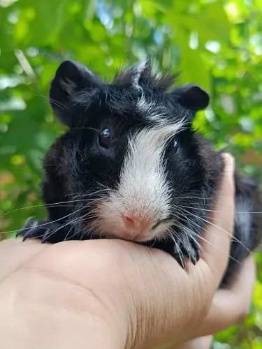 Porquinho da Índia Macho 6 meses