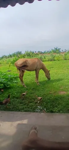 Cavalo mestiços