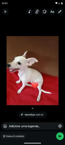 Vendo pinscher fêmea