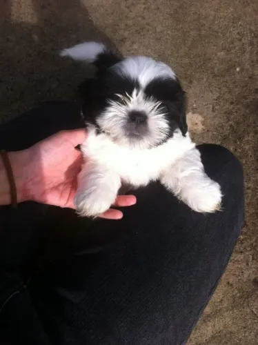Filhotes de Shih Tzu | Uma companhia especial para dividir a rotina!
