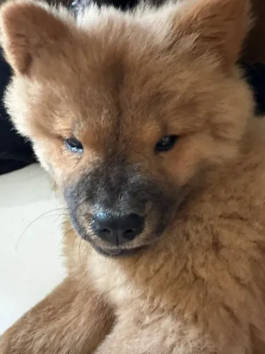 Vendo Um Filhote Chow Chow Fêmea 2 meses de vida