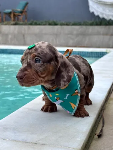 dachshund  arlequim