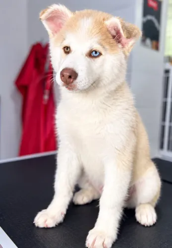 HUSKY SIBERIANO PURO, COM 3 VACINAS.