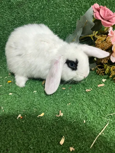 Mini LOP filhotes disponíveis
