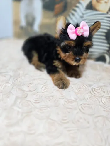 Yorkshire Terrier docinho