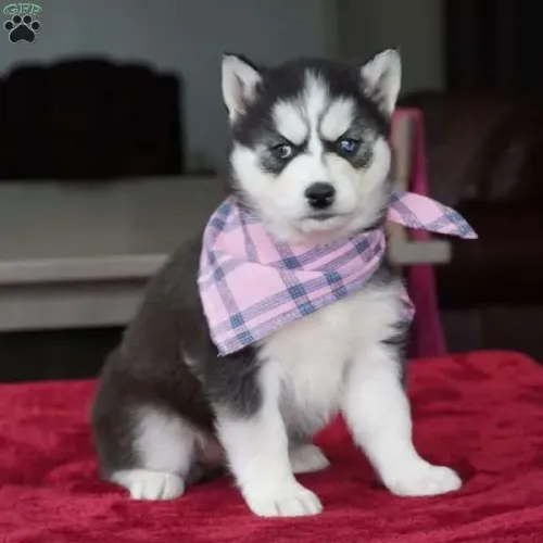 Husky Siberiano Macho/Fêmea - Entrega Hoje