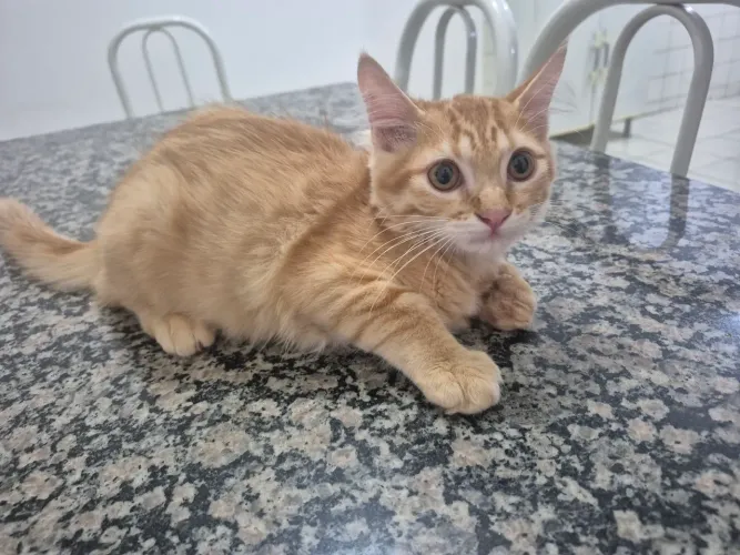 Adoção de gatinha femea Laranja de 2/3 meses de vida