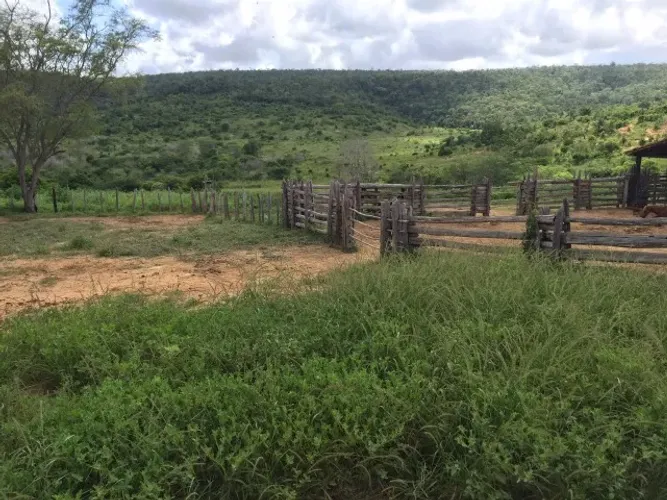 Fazenda 653 hectares - Ibiquera - Bahia 