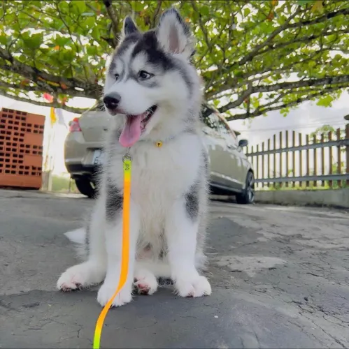 Filhote Husky Siberiano, esses filhotes estão prontos para encher seu lar de amor!