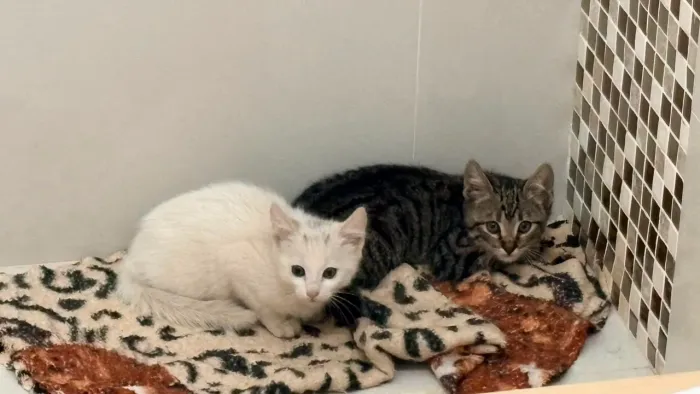 Esses dois nenens precisam de um lar, foram resgatados no motor