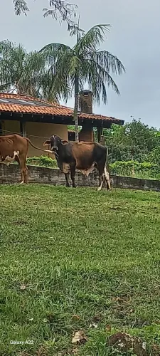 Gado leiteiro