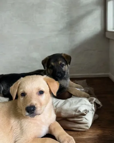 Pastor alemão capa preta filhotes 