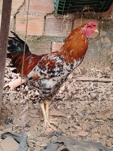 Galo caipira