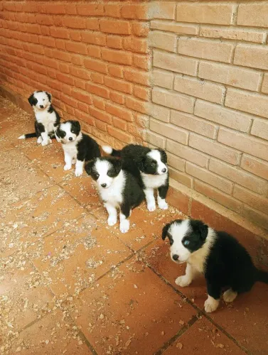 Filhote de border collie o filhote inteligente que ama estar perto da família