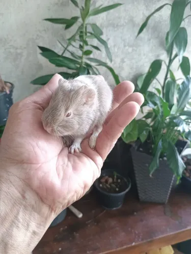 Porquinho da Índia