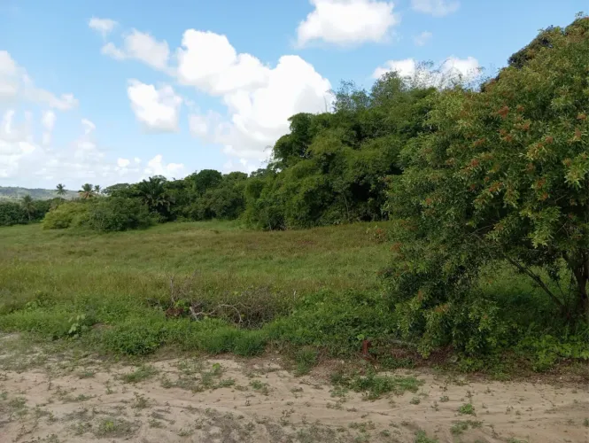 Granja à Venda em Alhandra/PB - 7,3 Hectares