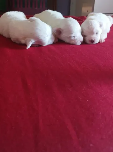 Filhotes de maltês raça pura disponível!