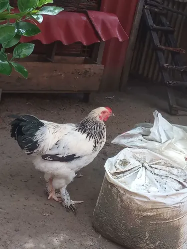 V/ este lindo casal de Brahma