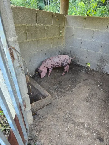 Vende-se leitão caipira
