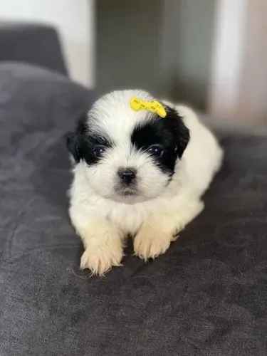 Shih Tzu Esse filhote vai deixar sua casa cheia de energia boa